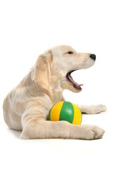 yawning purebred puppy golden retriever in front of a white 
