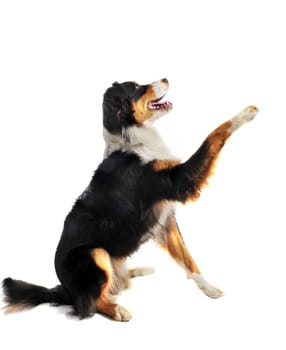 purebred australian shepherd  in front of white background