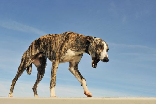 portrait of a purebred puppy whippet on a blue sky