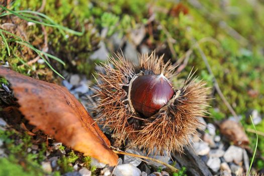 chestnuts falling in the forest in autumn