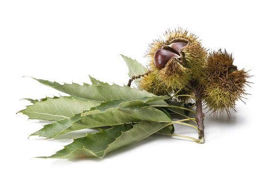 Chestnuts isolated on a white background.