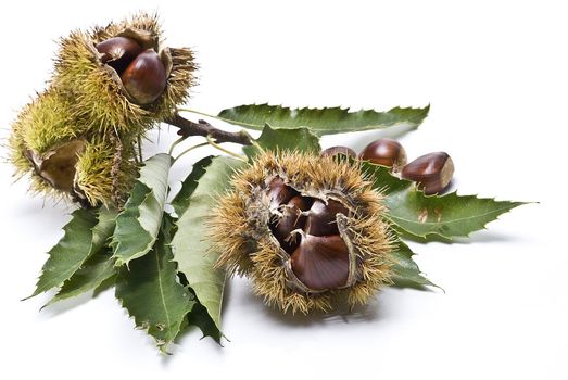 Chestnuts isolated on a white background.