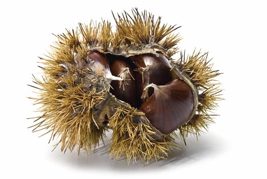 Chestnuts isolated on a white background.