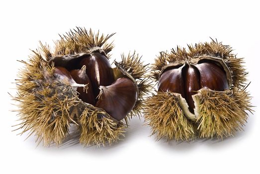Chestnuts isolated on a white background.