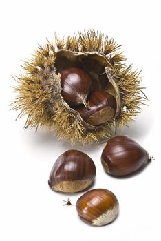 Chestnuts isolated on a white background.