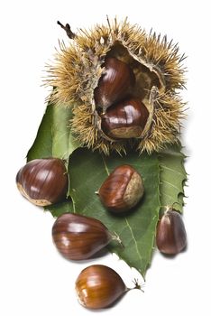 Chestnuts isolated on a white background.