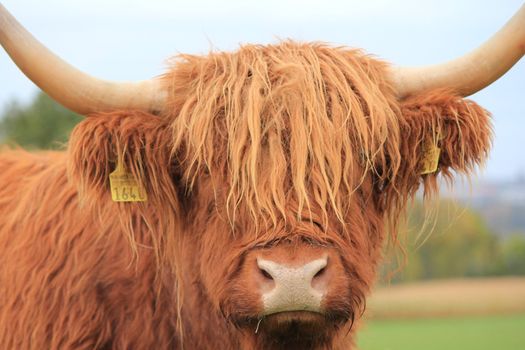 Scottish Highland cow