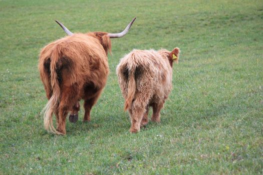 highland cow