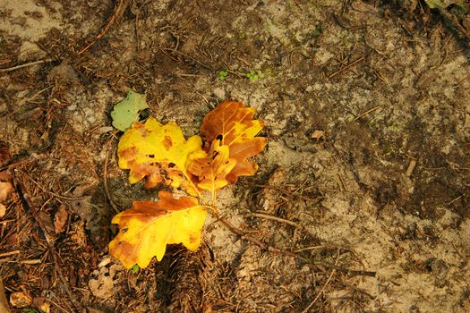 oak leaves on the ground