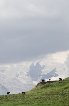 Idyllic landscape in Caucasus mountains, summer