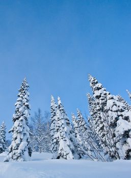 Trees in snow, Russia, Siberia, desember