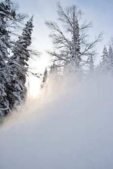 Trees in snow, Russia, Siberia, december