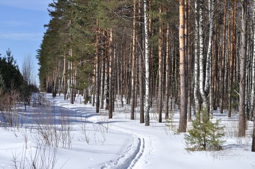 Coniferous winter forest with ski track, Russia
