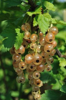 Bunch of ripe white currant among green leaves in the garden