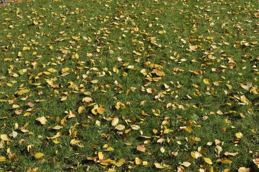 Close up of dry yellow leaves on the ground