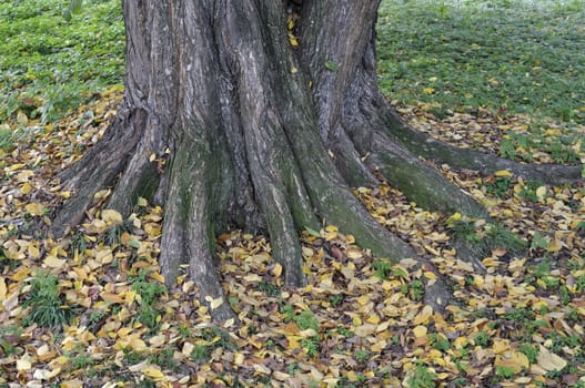 Thick tree trunk with dry leaves on the ground in autumn park