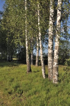 View of birches in summer forest in the evening