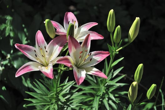 Blooming pink lilies on black background