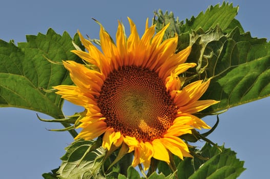 Blooming sunflower on blue sky background
