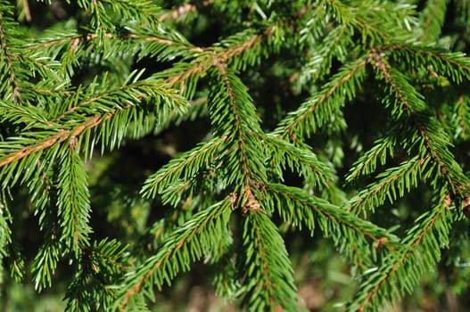 Close up of new green fir branches in forest