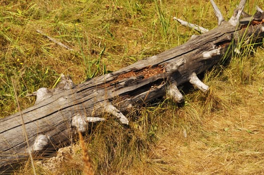 Old knotty log lying on the ground at forest edge