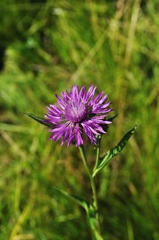 Close up of blooming wild flower on the meadow