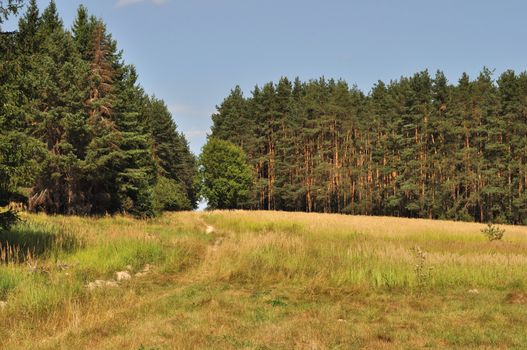 Foot path in coniferous forest