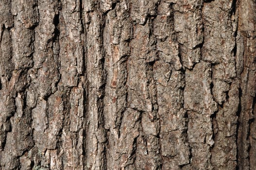 Close up of old oak bark surface texture