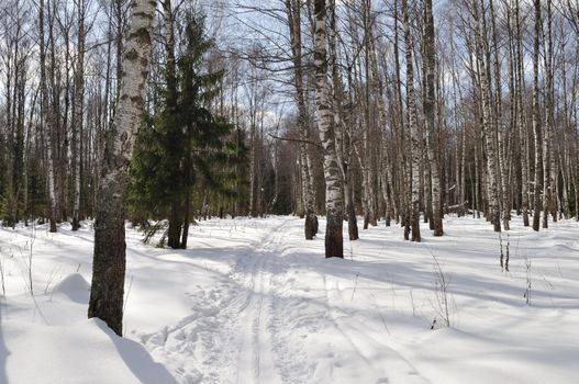 Winter birch forest with ski track, Russia