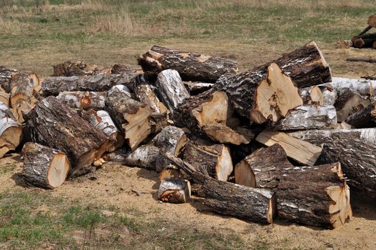 Pile of large birch chocks on the ground