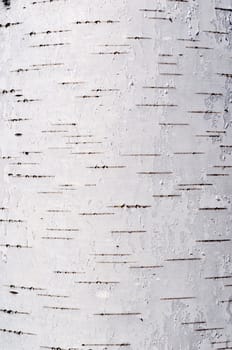 Close up of birch bark surface texture