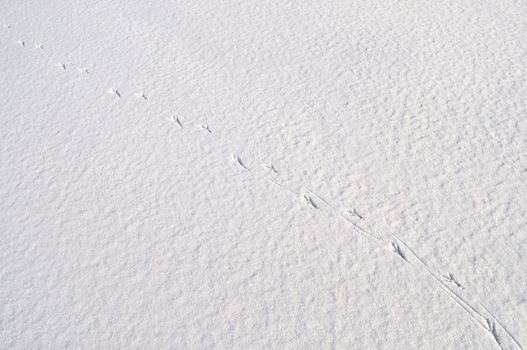 Close up of snow surface background with bird's footprints