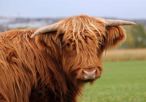 Portrait of a brown beautiful scottish cow with its two horns