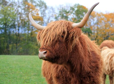 Portrait of a brown beautiful scottish cow with its two horns by autumn day