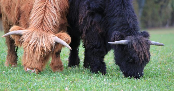 Portrait of a brown and a black beautiful scottish cows eating the green grass