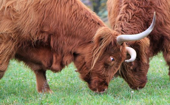 Two beautiful red highland cows fighting head against head in a meadow by autumn weather