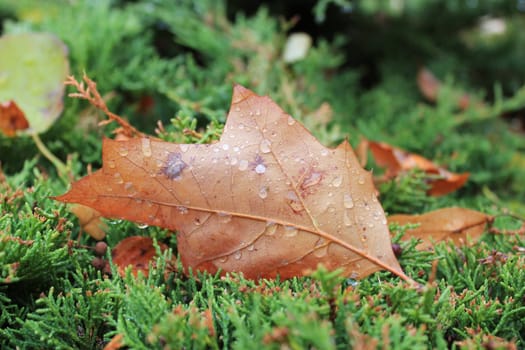Close up of a red autumn leaf covered with waterdrops and upon a green bush