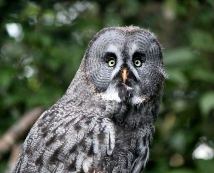 Portrait of a lap owl with its orange beak and its strange eyes