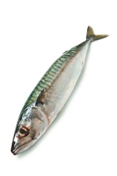 mackerel fish isolated on white background