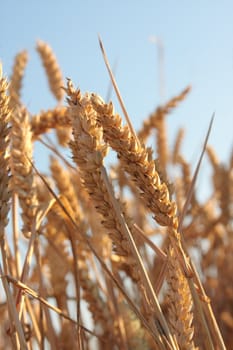 ripe wheat field detail