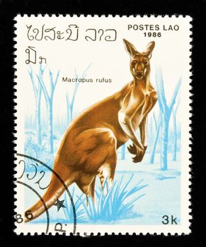 LAOS - circa 1986:stamp features a kangaroo (Macropus rufus), circa 1986 in the Lao People's Democratic Republic.