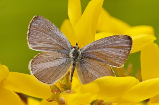 macro of a butterfly on  spring field
