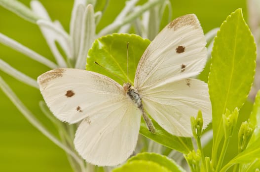 macro of a butterfly on  spring field
