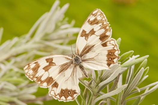 macro of a butterfly on  spring field
