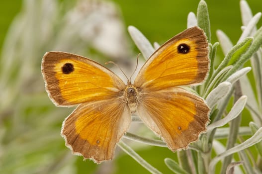 macro of a butterfly on  spring field
