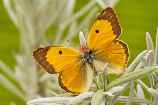 macro of a butterfly on  spring field
