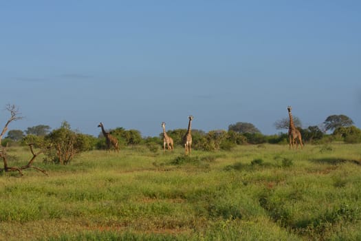 african giraffe