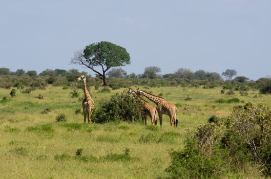 african giraffe