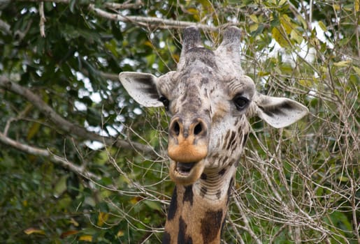 african giraffe