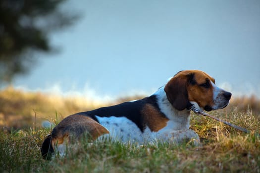Beagle dog laying on the grass with lake in background
